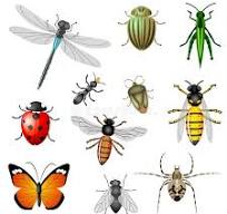 Ashford Pollinator Pathway News, July&nbsp;2023