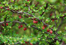 Ashford Pollinator Pathway News, June&nbsp;2023