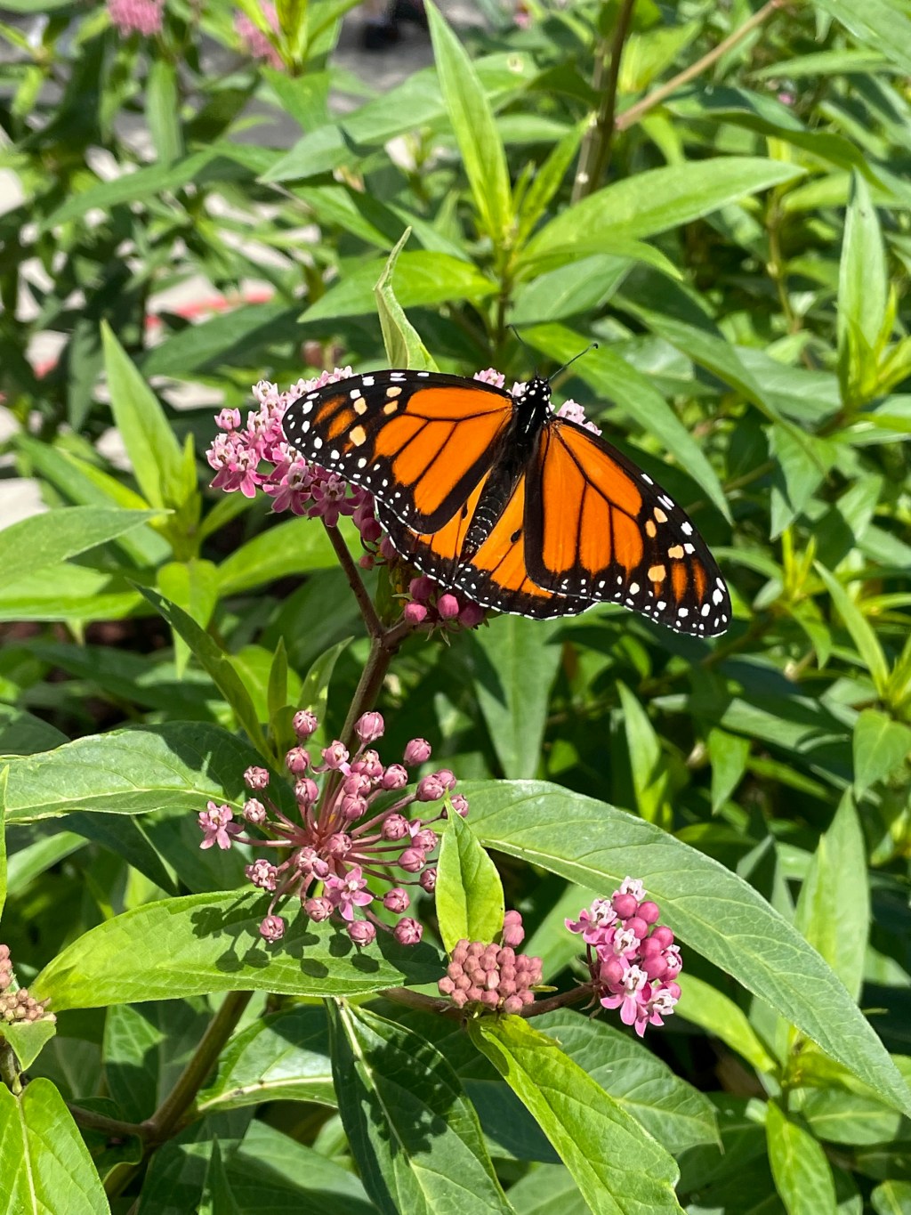 Ashford Pollinator Pathway News, April&nbsp;2022