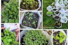 Ashford Pollinator Pathway News, November&nbsp;2022