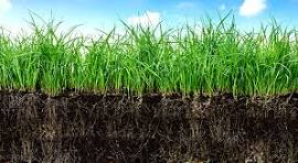 Ashford Pollinator Pathway News, September&nbsp;2022