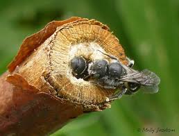 Ashford Pollinator Pathway News, October&nbsp;2023