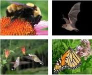 Ashford Pollinator Pathway News, July&nbsp;2022