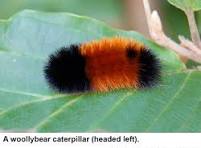 Ashford Pollinator Pathway News, October&nbsp;2024