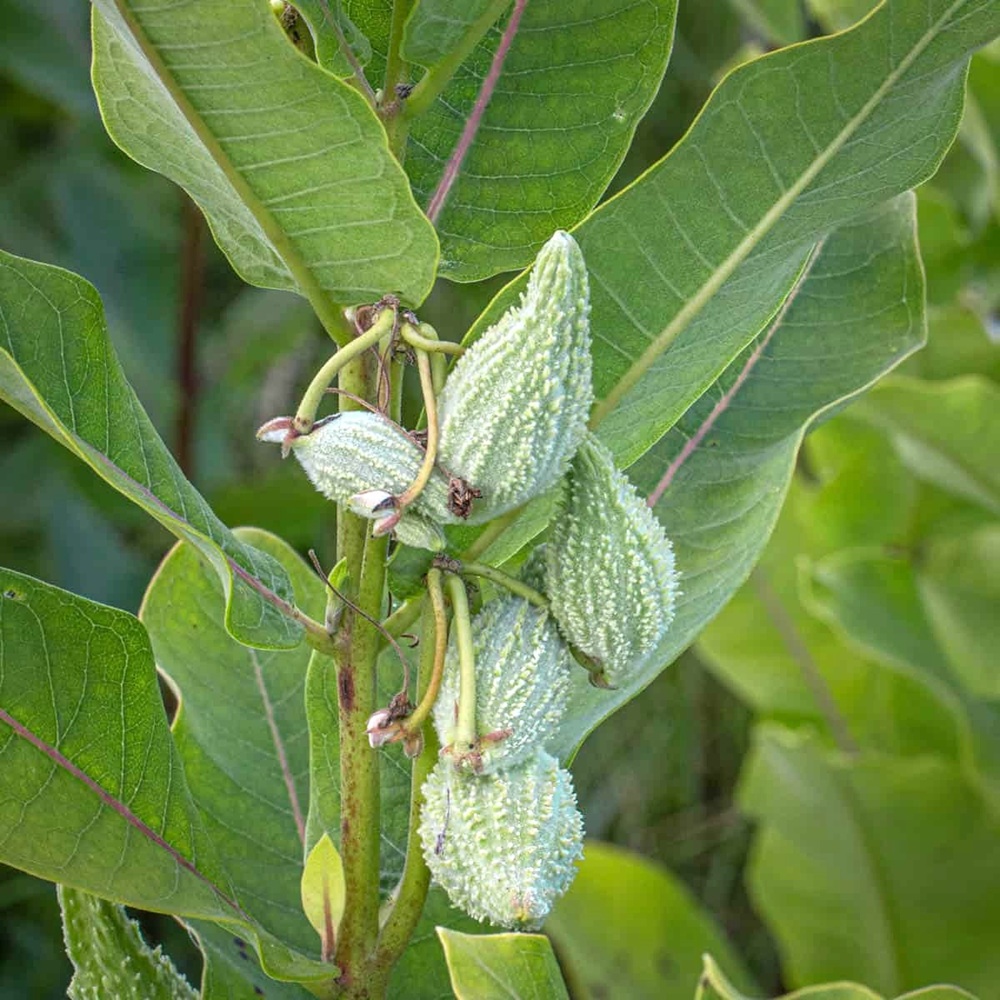 Eating Your Milkweed&nbsp;Pods
