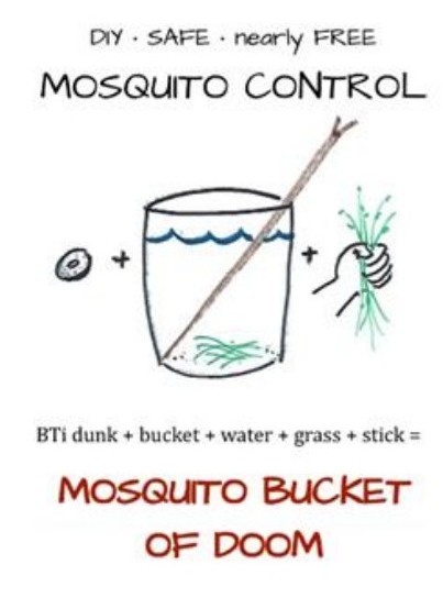 Ashford Pollinator Pathway News, July&nbsp;2025