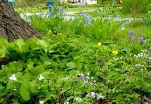 Ashford Pollinator Pathway News, October&nbsp;2025