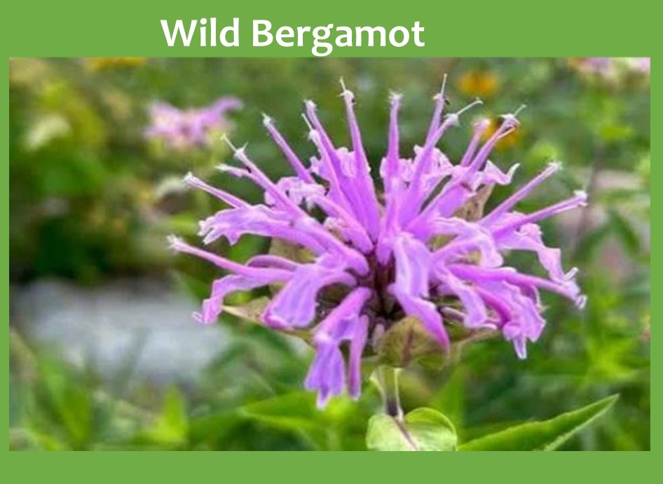 Ashford Pollinator Pathway News, June&nbsp;2026