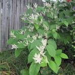 Ashford Pollinator Pathway News, July&nbsp;2026